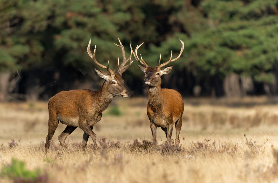 veluwe